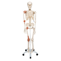 Human Skeleton 12